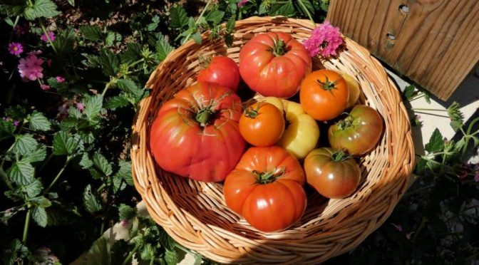 Panier de tomates de diverses couleurs